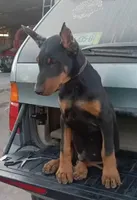 Kira, a female Doberman Pinscher for sale in Yucaipa, CA – Photo 2 of 2