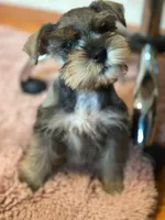 Bella, a female Miniature Schnauzer for sale in Yucaipa, CA – Photo 2 of 2