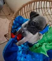 Kenny, a male Pug for sale in Yucaipa, CA – Photo 2 of 2