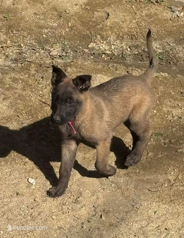 Kenny, a male Belgian Malinois for sale in Yucaipa, CA – Photo 1 of 1