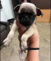 Kenny, a male Pug for sale in Yucaipa, CA – Photo 1 of 2
