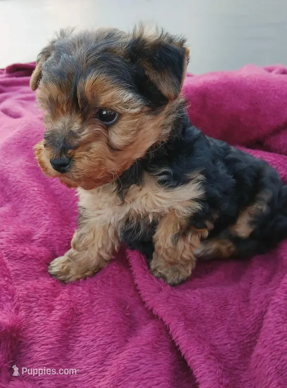 Tommy, a male Yorkshire Terrier for sale in Yucaipa, CA – Photo 1 of 1