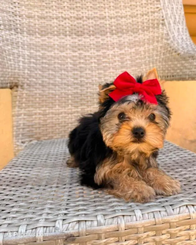 Kelly, a female Yorkshire Terrier for sale in Yucaipa, CA – Photo 1 of 1