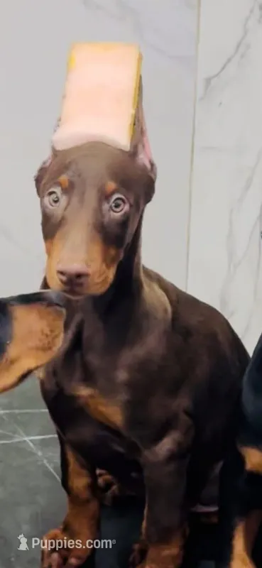 Lily, a male Doberman Pinscher for sale in Yucaipa, CA – Photo 1 of 1