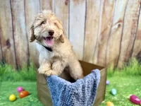 Leonardo, a male Miniature Bernedoodle for sale in Wellsboro, PA – Photo 2 of 3