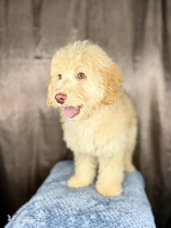 Leonardo – Miniature Bernedoodle puppy for sale in Wellsboro, PA
