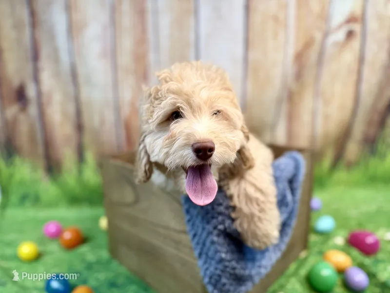Leonardo – Miniature Bernedoodle puppy for sale in Wellsboro, PA