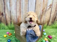 Leonardo, a male Miniature Bernedoodle for sale in Wellsboro, PA – Photo 3 of 3