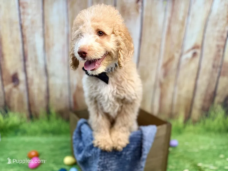 Donatello – Miniature Bernedoodle puppy for sale in Wellsboro, PA