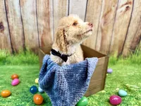 Donatello, a male Miniature Bernedoodle for sale in Wellsboro, PA – Photo 2 of 3