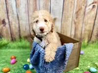 Donatello, a male Miniature Bernedoodle for sale in Wellsboro, PA – Photo 3 of 3