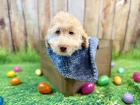 Rafael, a male Miniature Bernedoodle for sale in Wellsboro, PA – Photo 2 of 2