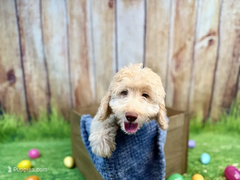 Rafael – Miniature Bernedoodle puppy for sale in Wellsboro, PA