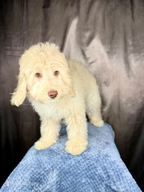 Rafael – Miniature Bernedoodle puppy for sale in Wellsboro, PA