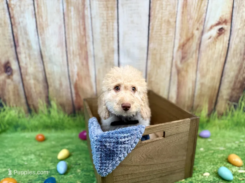 Michelangelo – Miniature Bernedoodle puppy for sale in Wellsboro, PA