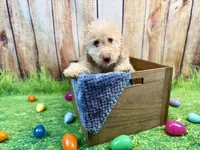 Michelangelo, a male Miniature Bernedoodle for sale in Wellsboro, PA – Photo 3 of 3