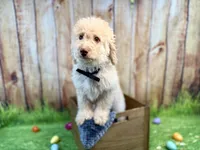 Michelangelo, a male Miniature Bernedoodle for sale in Wellsboro, PA – Photo 2 of 3