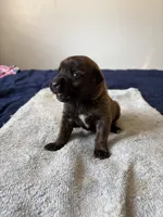 cherokee, a female Belgian Malinois and American Pit Bull Terrier for sale in El Cajon, CA – 3 of 4