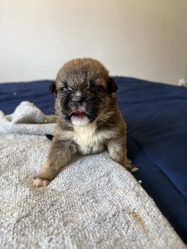 unique – Belgian Malinois, American Pit Bull Terrier puppy for sale in El Cajon, CA