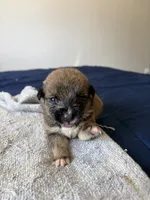 unique, a female Belgian Malinois and American Pit Bull Terrier for sale in El Cajon, CA – 2 of 3