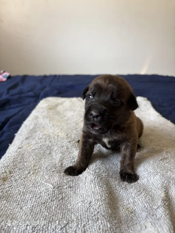 cherokee – Belgian Malinois, American Pit Bull Terrier puppy for sale in El Cajon, CA