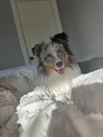 Toby, a male Shetland Sheepdog for sale in Cleveland, TN – 2 of 5