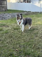 Toby, a male Shetland Sheepdog for sale in Cleveland, TN – 1 of 5