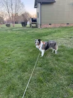 Toby, a male Shetland Sheepdog for sale in Cleveland, TN – 5 of 5