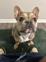 Ruth, a female French Bulldog for sale in San Antonio, TX – Photo 2 of 2