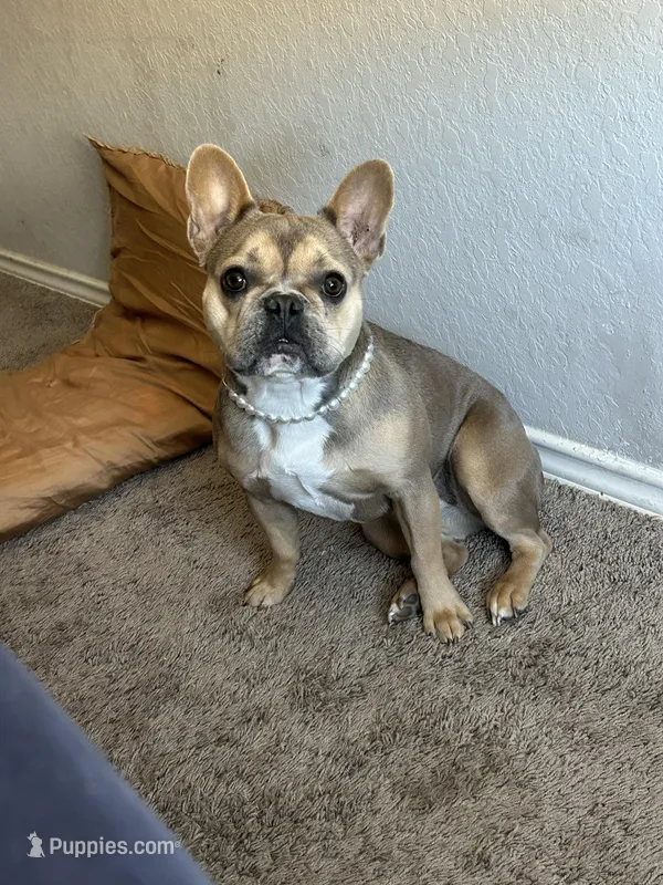 Ruth – French Bulldog puppy for sale in San Antonio, TX