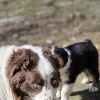 Sunday  akc registered champion bloodlines , a female Australian Shepherd for sale in Greenville, OH – Photo 7 of 8