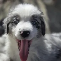 Sunday  akc registered champion bloodlines , a female Australian Shepherd for sale in Greenville, OH – Photo 4 of 8