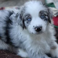 Sunday  akc registered champion bloodlines , a female Australian Shepherd for sale in Greenville, OH – Photo 3 of 8