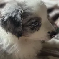 Sunday  akc registered champion bloodlines , a female Australian Shepherd for sale in Greenville, OH – Photo 5 of 8