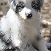 Sunday  akc registered champion bloodlines , a female Australian Shepherd for sale in Greenville, OH – Photo 2 of 8