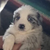 Sunday  akc registered champion bloodlines , a female Australian Shepherd for sale in Greenville, OH – Photo 1 of 8