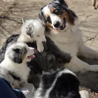 Sunday  akc registered champion bloodlines , a female Australian Shepherd for sale in Greenville, OH – Photo 8 of 8