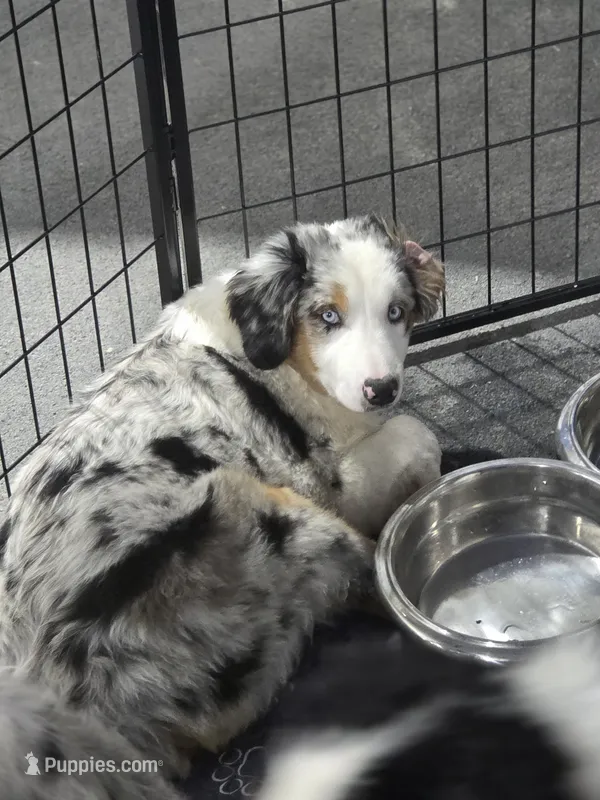 Sunday  akc registered champion bloodlines  – Australian Shepherd puppy for sale in Greenville, OH