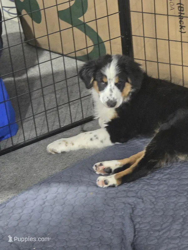 Trevor – Australian Shepherd puppy for sale in Greenville, OH