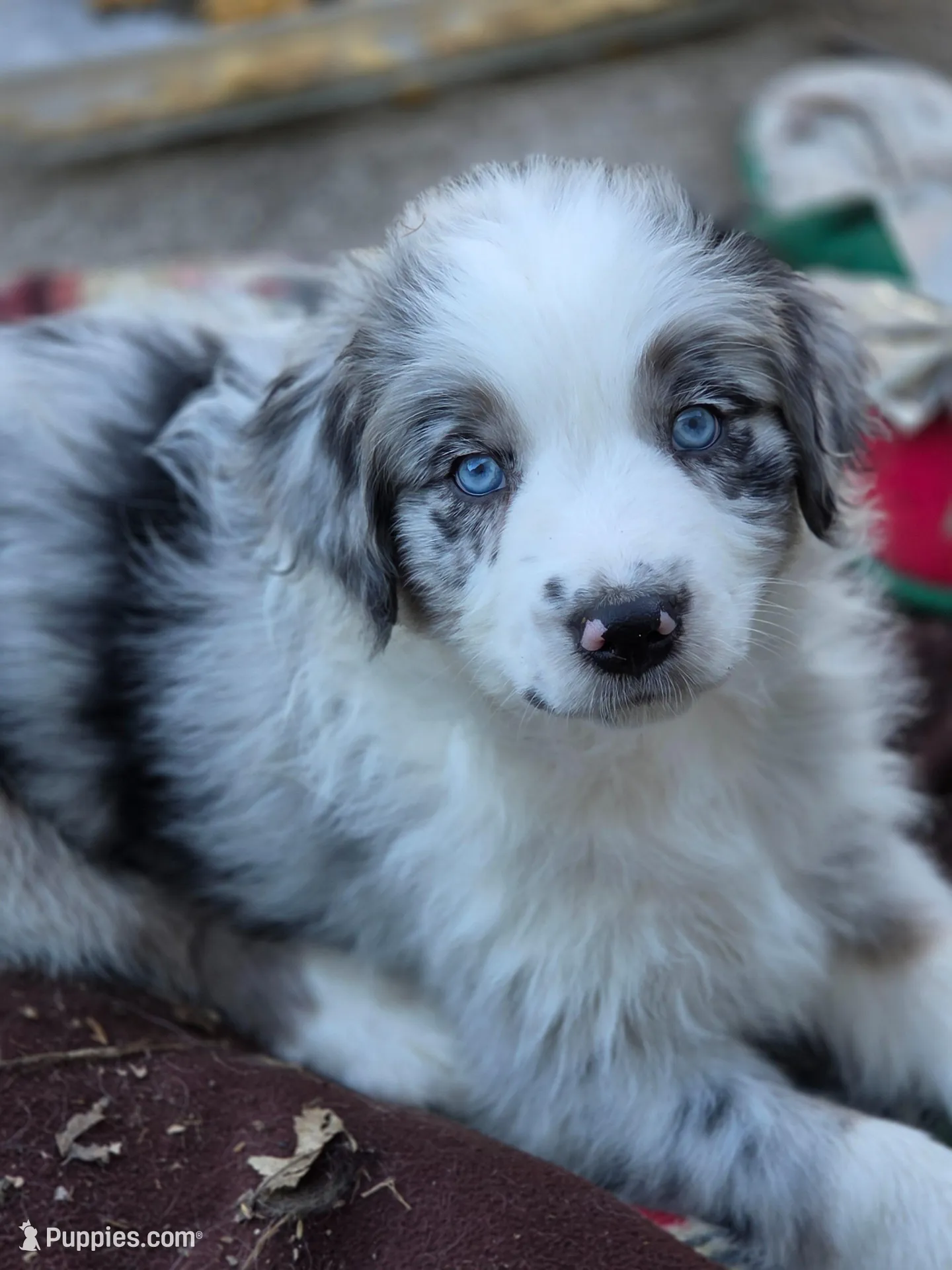 Cory – Australian Shepherd puppy for sale in Greenville, OH