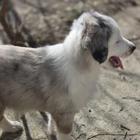 J roc, a male Australian Shepherd for sale in Greenville, OH – 5 of 6