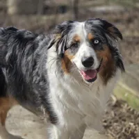 J roc, a male Australian Shepherd for sale in Greenville, OH – 3 of 6