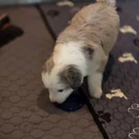 J roc, a male Australian Shepherd for sale in Greenville, OH – 1 of 6