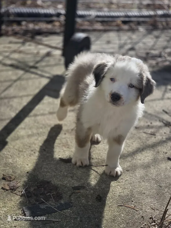 J roc – Australian Shepherd puppy for sale in Greenville, OH