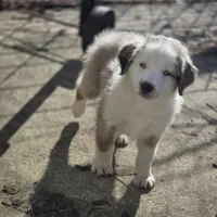 J roc, a male Australian Shepherd for sale in Greenville, OH – 6 of 6