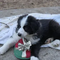 Julian akc registered champion bloodlines , a male Australian Shepherd for sale in Greenville, OH – Photo 6 of 8