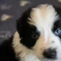 Julian akc registered champion bloodlines , a male Australian Shepherd for sale in Greenville, OH – Photo 2 of 8