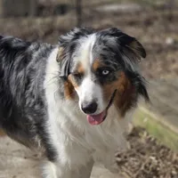 Julian akc registered champion bloodlines , a male Australian Shepherd for sale in Greenville, OH – Photo 5 of 8