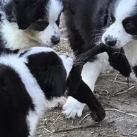 Julian akc registered champion bloodlines , a male Australian Shepherd for sale in Greenville, OH – Photo 4 of 8
