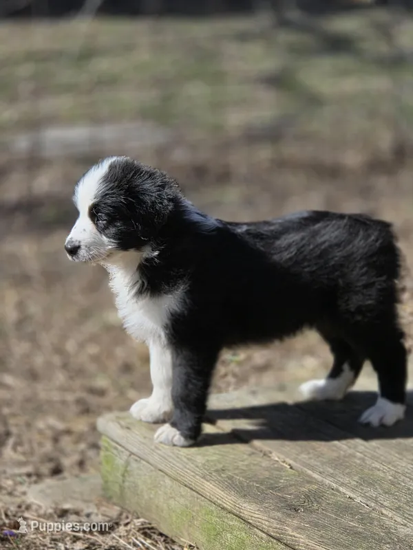 Julian akc registered champion bloodlines  – Australian Shepherd puppy for sale in Greenville, OH